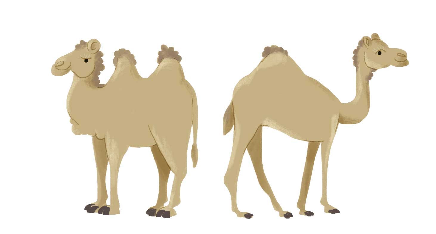 Illustration of "Camelo e dromedário"